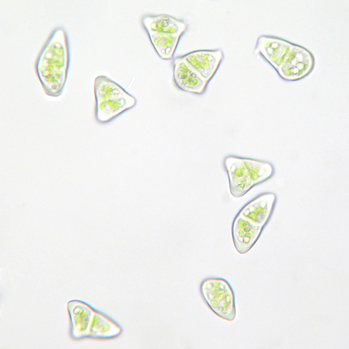 Neoorthocaulis attenuatus